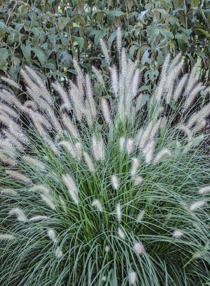 Grass Hamlin Dwarf - Pennisetum alopecuroides from 93 Nursery