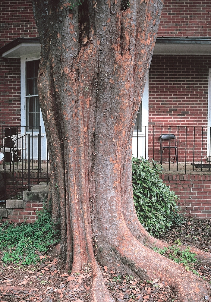 'Allee' Elm - Ulmus parvifolia from 93 Nursery