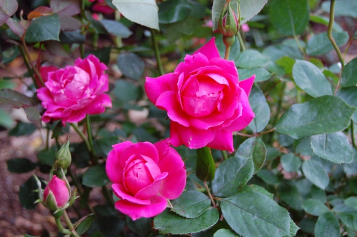 Rose Knock Out Pink Double - Rosa (Shrub Rose) from 93 Nursery