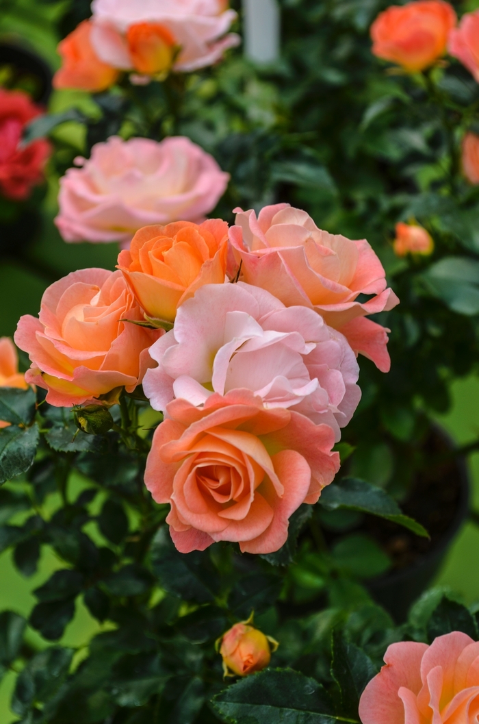 Peach Drift Rose - Rosa from 93 Nursery