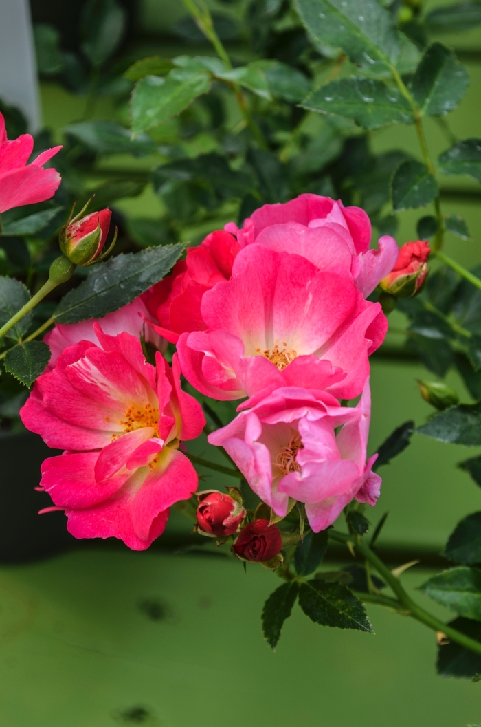 Pink Drift Rose - Rosa from 93 Nursery