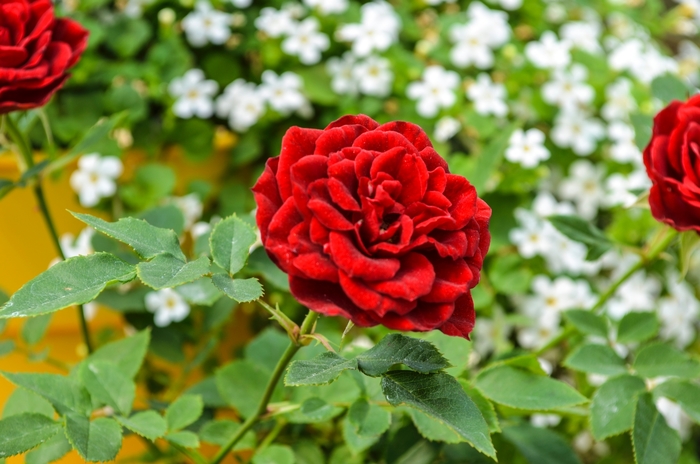 Sunblaze® Red (Tree) - Rosa (Rose) from 93 Nursery