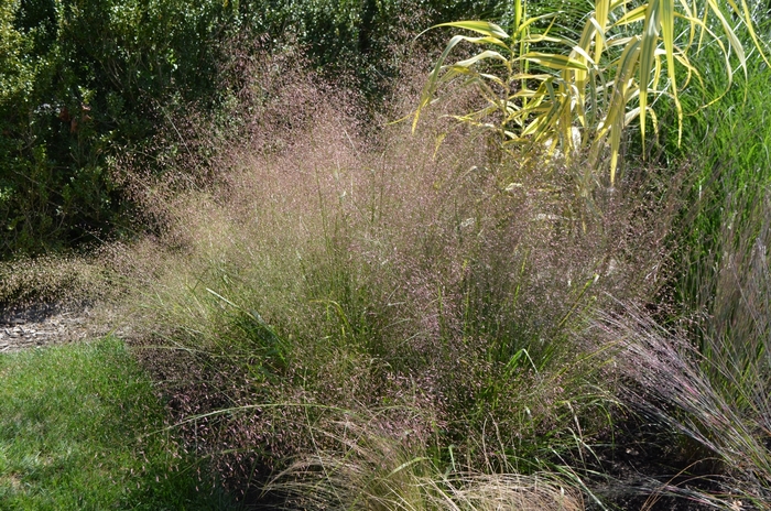 Weeping Love Grass - Eragrostis curvula from 93 Nursery