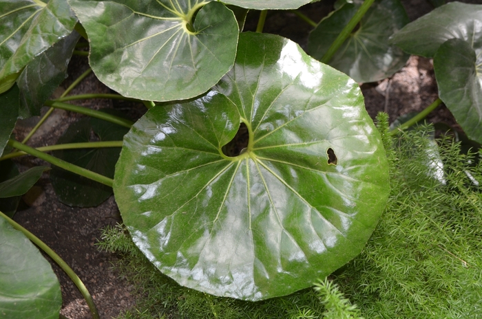 'Giganteum' Giant Leopard Plant - Farfugium japonicum from 93 Nursery