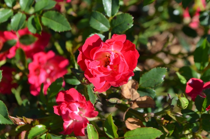 Red Drift Rose - Rosa from 93 Nursery