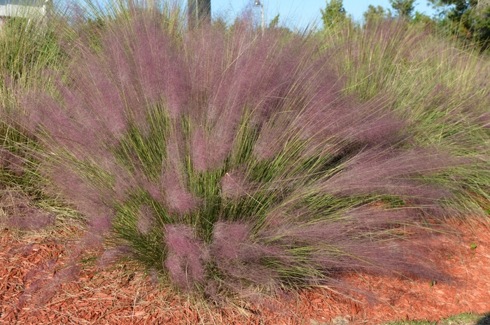 Pink Muhlygrass - Muhlenbergia capillaris from 93 Nursery