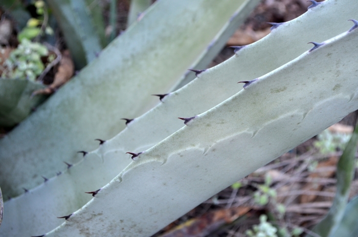 Rough Agave - Agave scabra from 93 Nursery