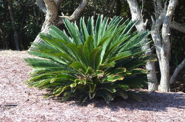 Sago Palm - Cycas revoluta from 93 Nursery