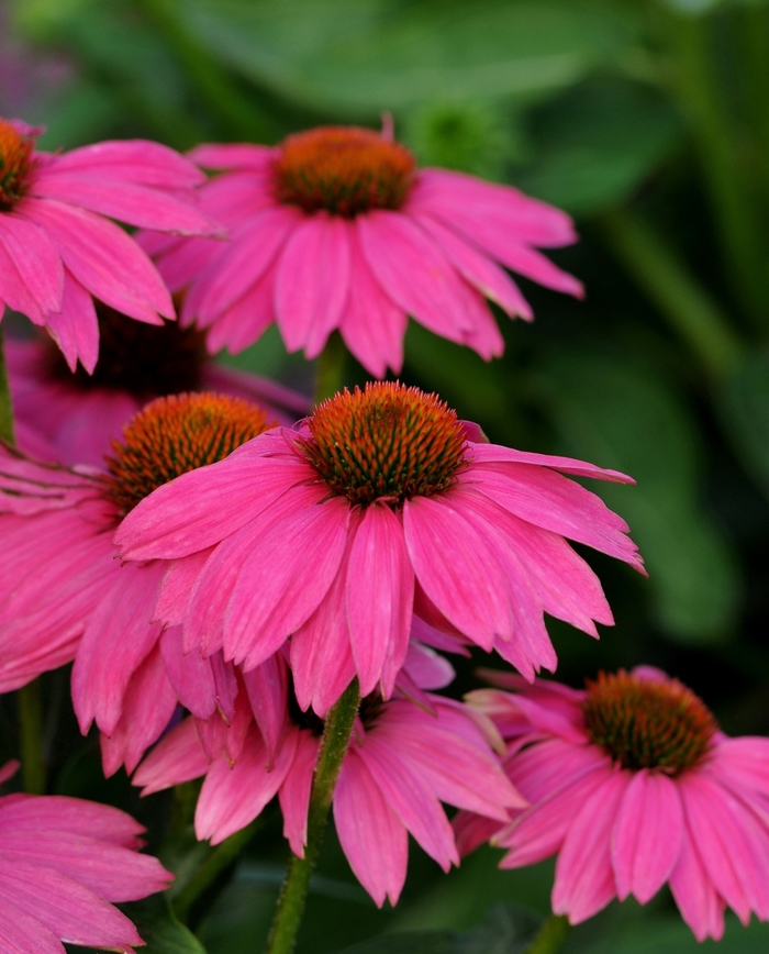 'PowWow Wild Berry' Coneflower - Echinacea purpurea from 93 Nursery