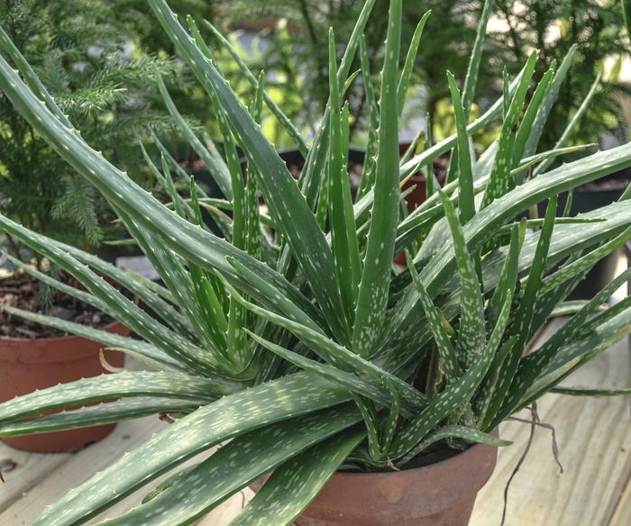 Aloe vera - Aloe barbadensis from 93 Nursery