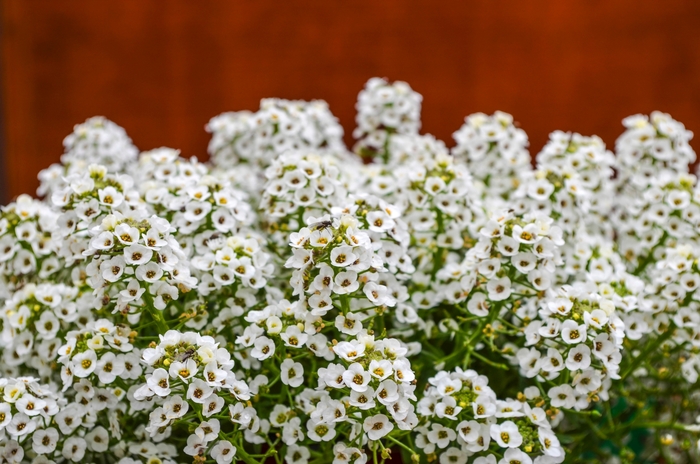 Clear Crystal® 'White' - Lobularia maritima (Alyssum, Sweet Alyssum) from 93 Nursery