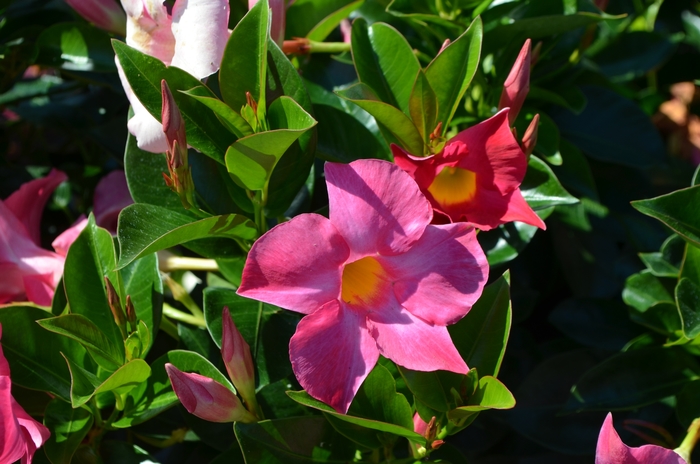 'Rio™ Pink' - Dipladenia from 93 Nursery