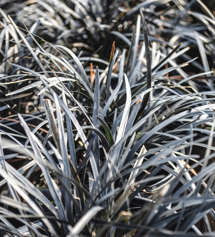 Black Mondo Grass - Ophiopogon planiscapus from 93 Nursery