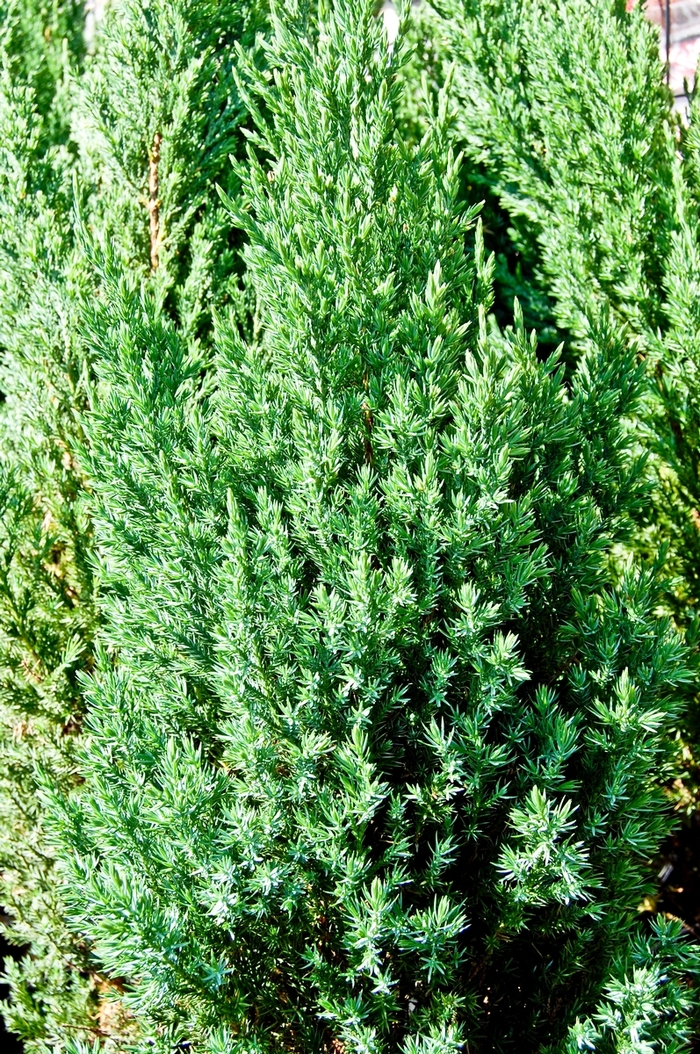 Blue Point Juniper - Juniperus chinensis from 93 Nursery