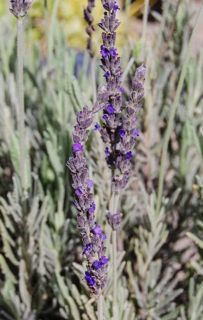 'Goodwin Creek Grey' French Lavender - Lavandula from 93 Nursery