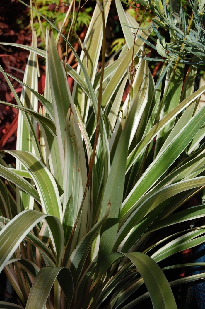 Dianella Variegated Flax Lily - Dianella tasmanica 'Variegata' from 93 Nursery