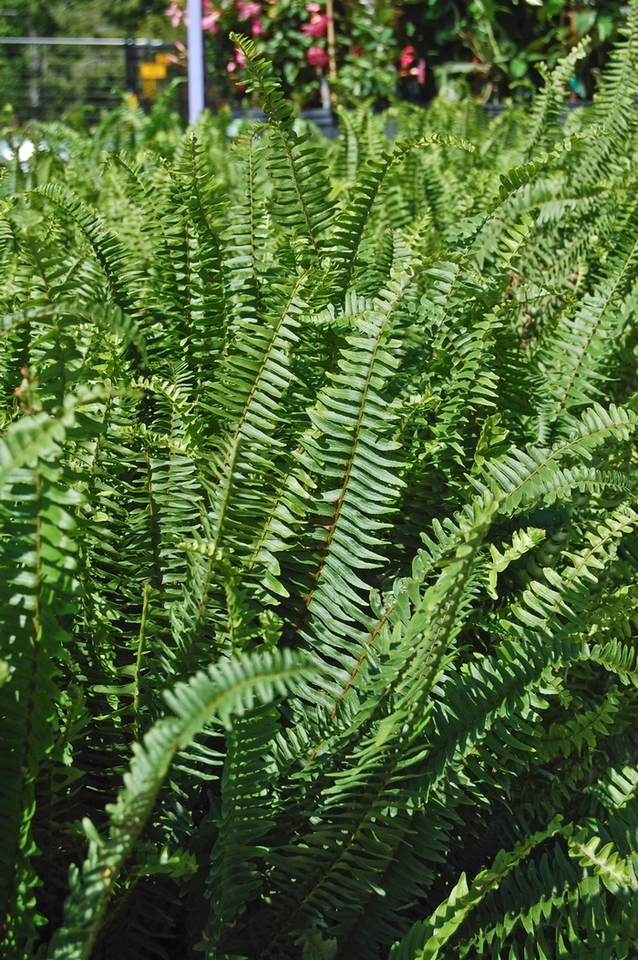 'Kimberley Queen' Fern - Nephrolepis obliterata from 93 Nursery