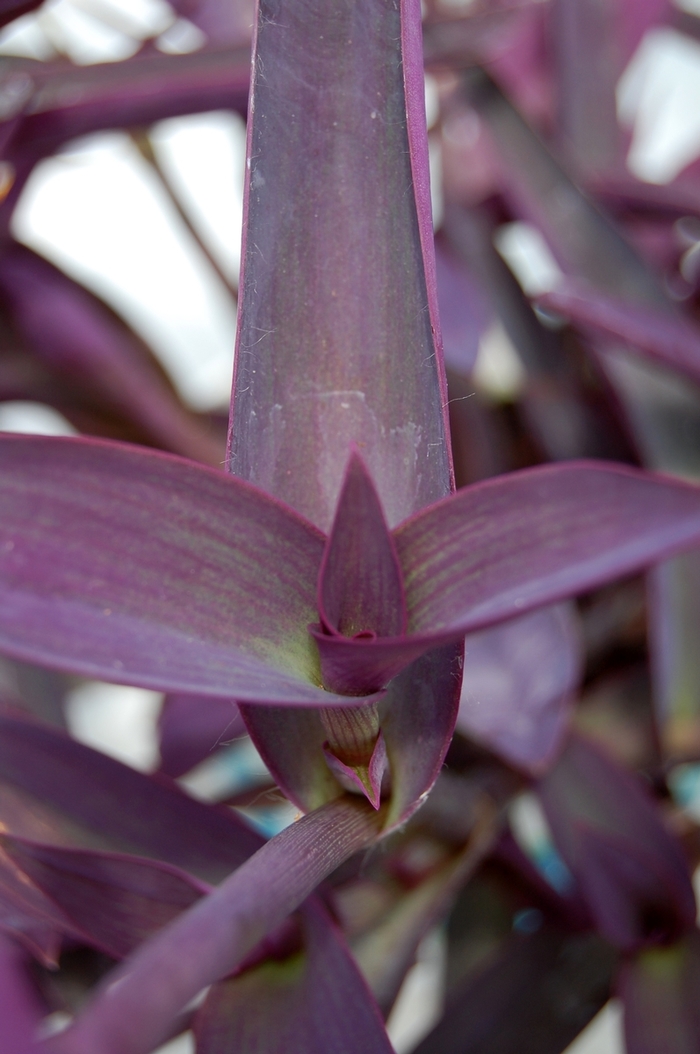 Purple Heart - Setcreasea pallida from 93 Nursery