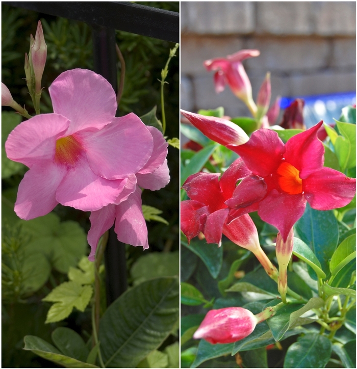 'Multiple Varieties' - Mandevilla sanderi from 93 Nursery