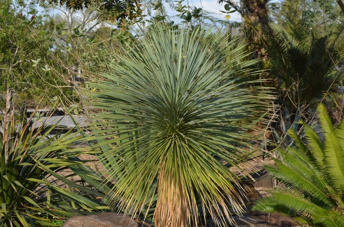 Beaked Blue Yucca - Yucca rostrata from 93 Nursery