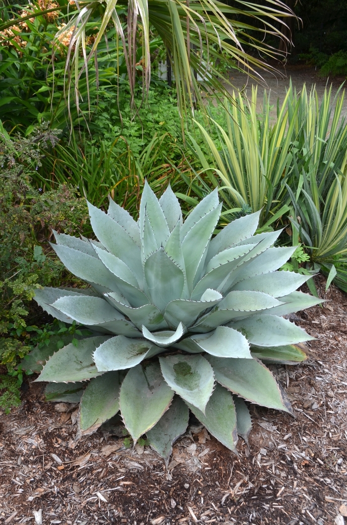 Whale's Tongue Agave - Agave ovatifolia from 93 Nursery