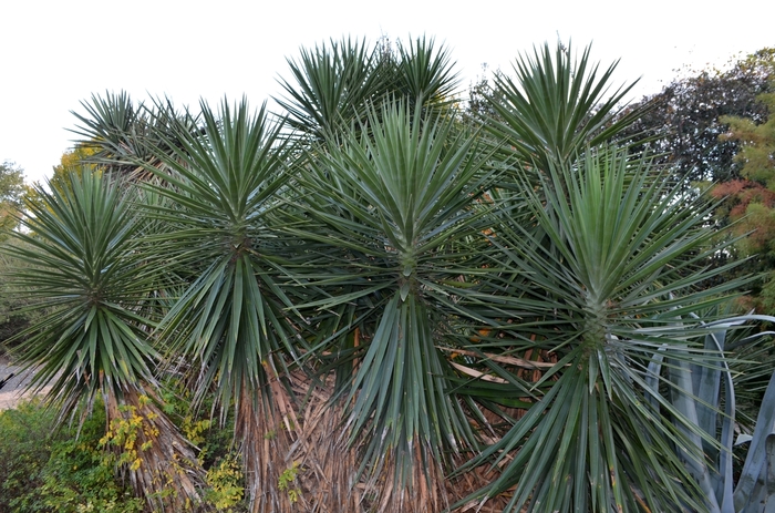 Spanish Bayonet - Yucca aloifolia from 93 Nursery