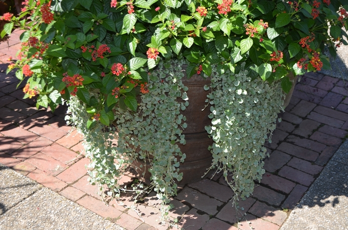 Silver Ponysfoot - Dichondra argentea from 93 Nursery