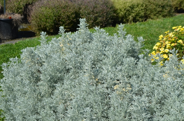 'Parfum d'Ethiopia' Wormwood - Artemisia ludoviciana from 93 Nursery
