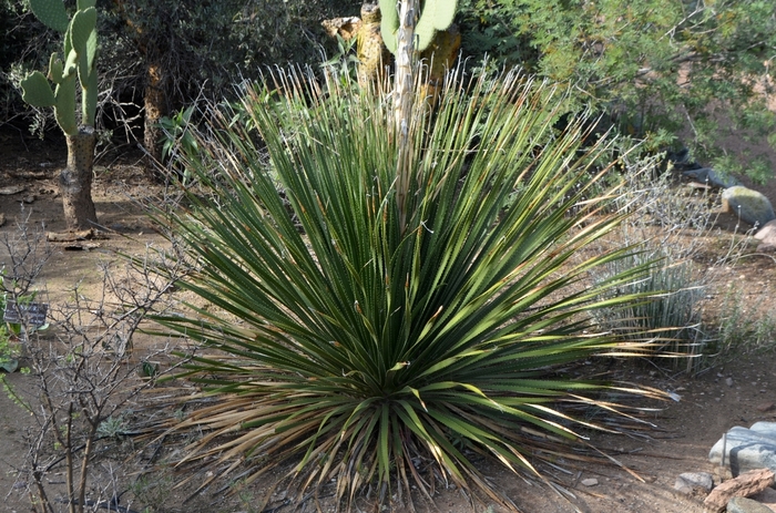 Texas Sotol - Dasylirion texanum from 93 Nursery