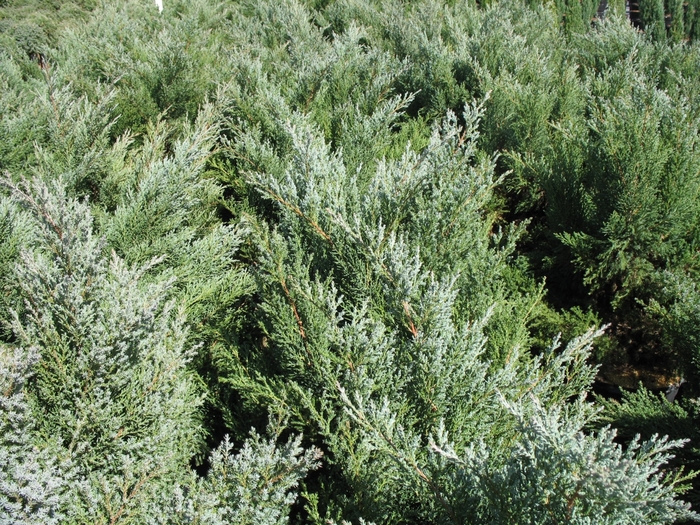 'Blue Vase' Juniper | 93 Nursery