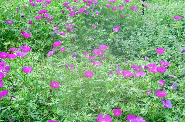 Purple Poppy Mallow - Callirhoe involucrata (Winecup) from 93 Nursery