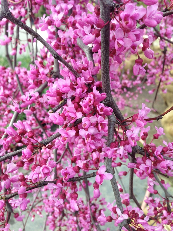 'Lavender Twist®' Redbud - Cercis canadensis from 93 Nursery