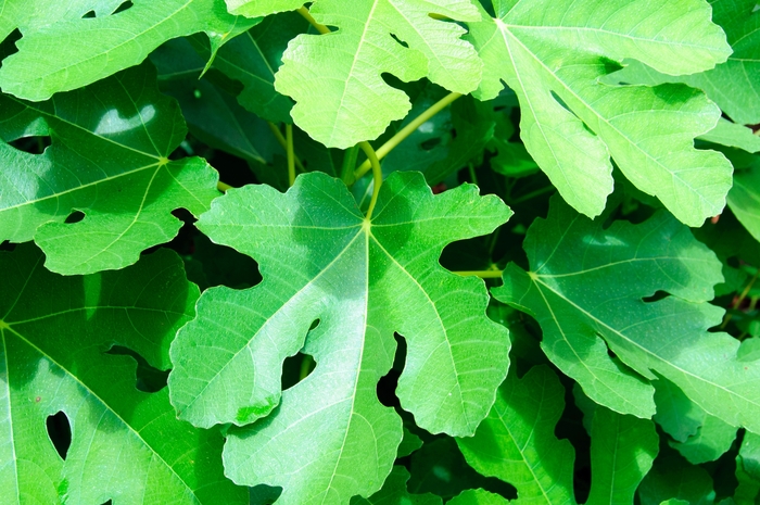 O'Rourke Fig - Ficus carica from 93 Nursery