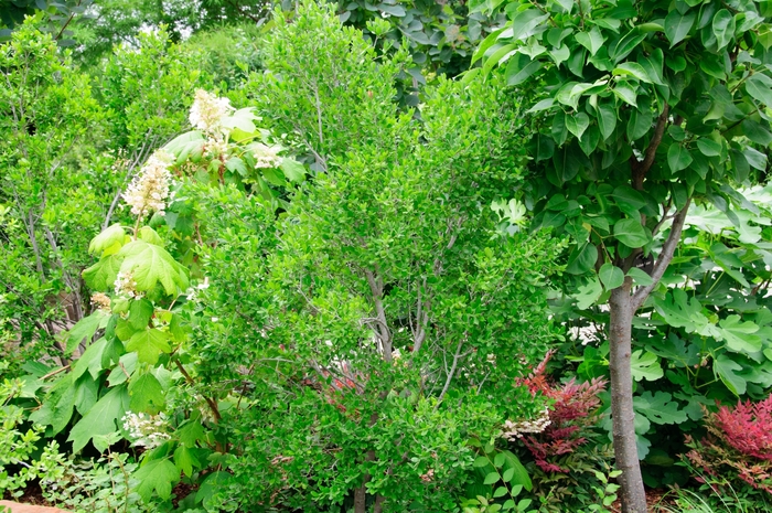 Texas persimmon - Diospyros texana from 93 Nursery