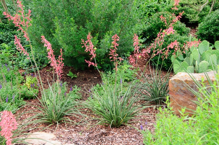 Red Yucca - Hesperaloe parviflora from 93 Nursery