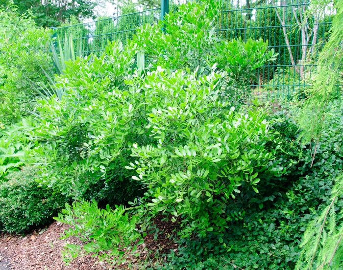 Texas Mountain Laurel - Sophora secundiflora from 93 Nursery