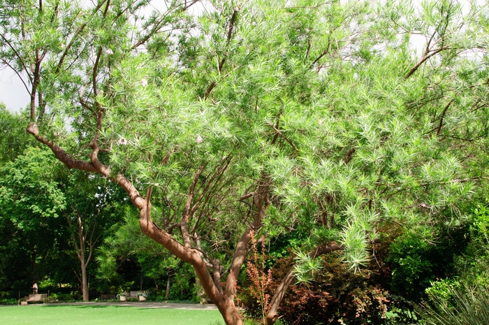 Desert Willow - Chilopsis linearis from 93 Nursery