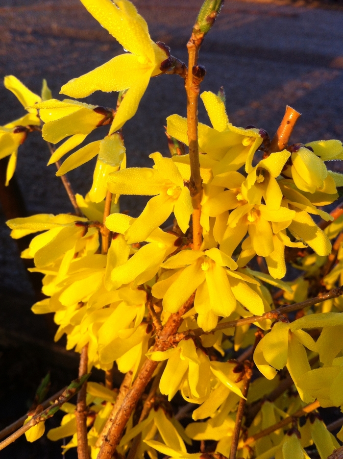 Spectabilis Forsythia - Spectabilis forsythia from 93 Nursery