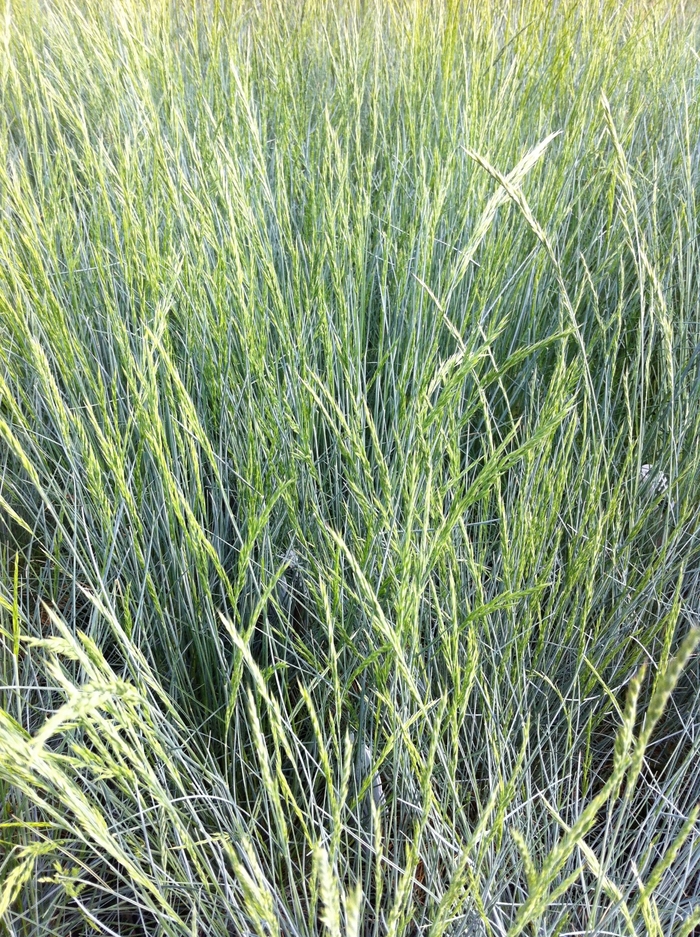 Blue Fescue - Festuca glauca from 93 Nursery