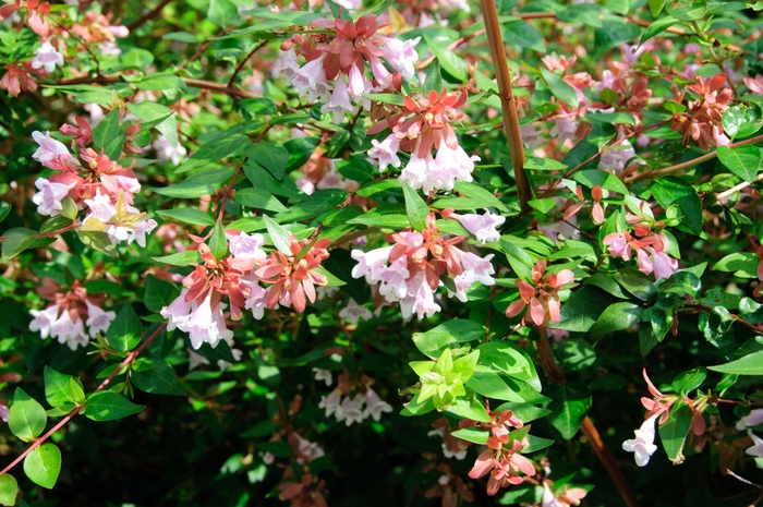 'Edward Goucher' - Abelia from 93 Nursery