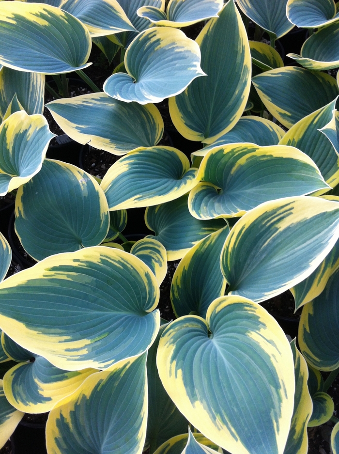 'First Frost' Hosta - Hosta from 93 Nursery