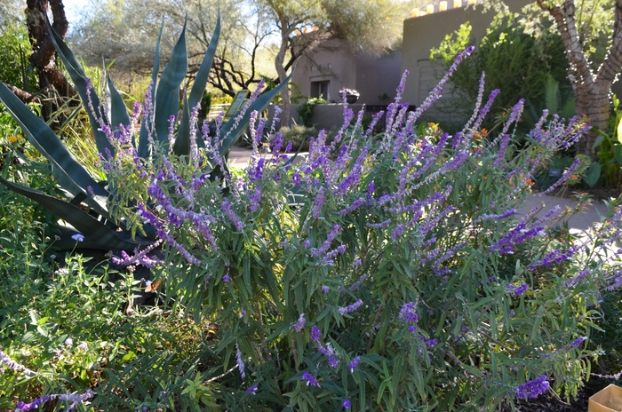 Mexican Bush Sage - Salvia leucantha from 93 Nursery