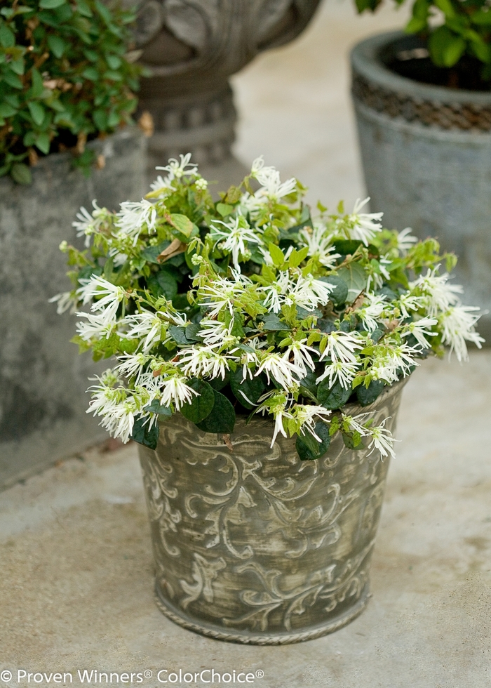 Jazz Hands® 'Dwarf White' - Loropetalum chinense (Chinese Fringe-Flower) from 93 Nursery