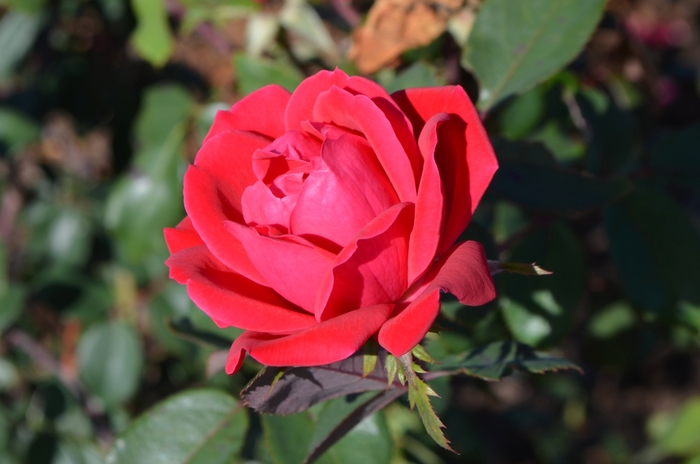 Rose Knock Out Double Red - Rose from 93 Nursery