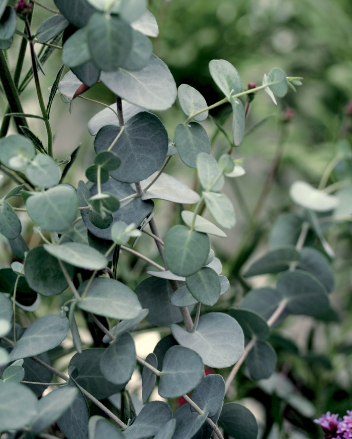 'Silver Drop' - Eucalyptus gunnii from 93 Nursery
