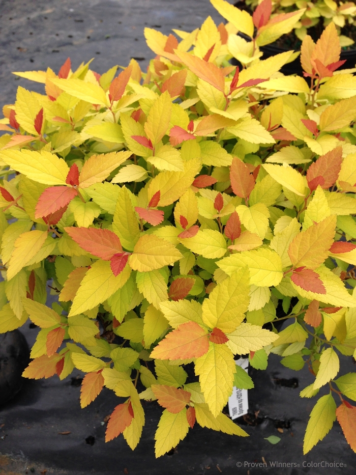 Double Play® 'Candy Corn®' - Spiraea japonica (Spirea) from 93 Nursery