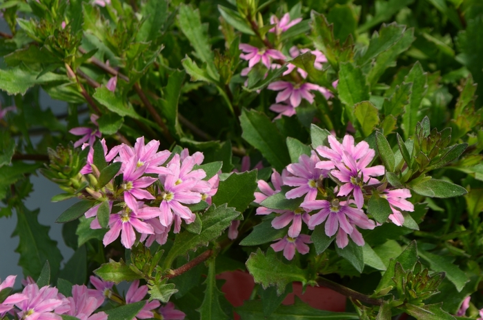 Pink Fan Flower - Scaevola from 93 Nursery