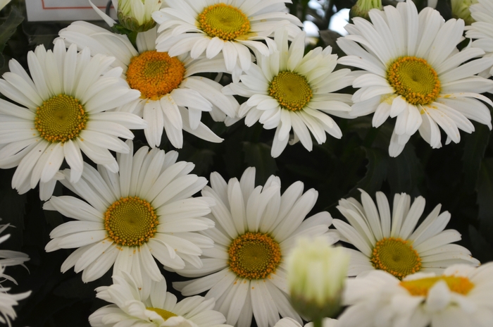 Sweet Daisy 'Christine' - Leucanthemum maximum (Daisy) from 93 Nursery