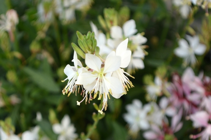'Graceful White' - Gaura lindheimeri from 93 Nursery