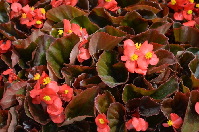 Cocktail® Vodka - Begonia semperflorens (Wax Begonia) from 93 Nursery